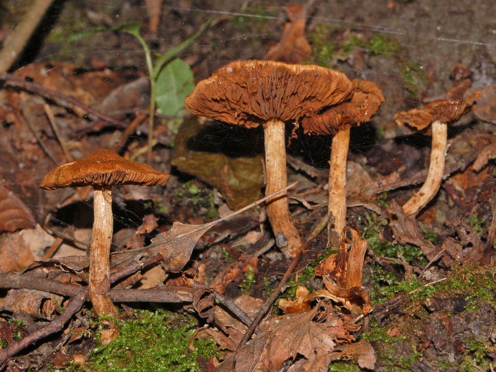 Un gruppetto di funghi sconosciuti